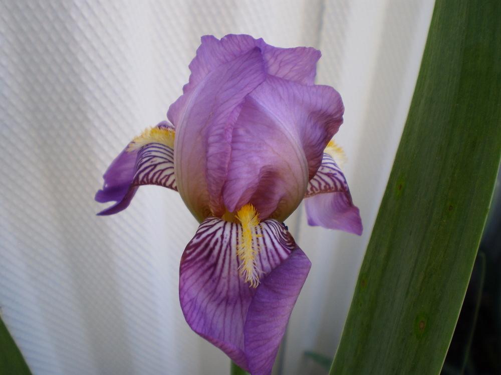 Photo of Tall Bearded Iris (Iris 'Queen of May') uploaded by AlanJ