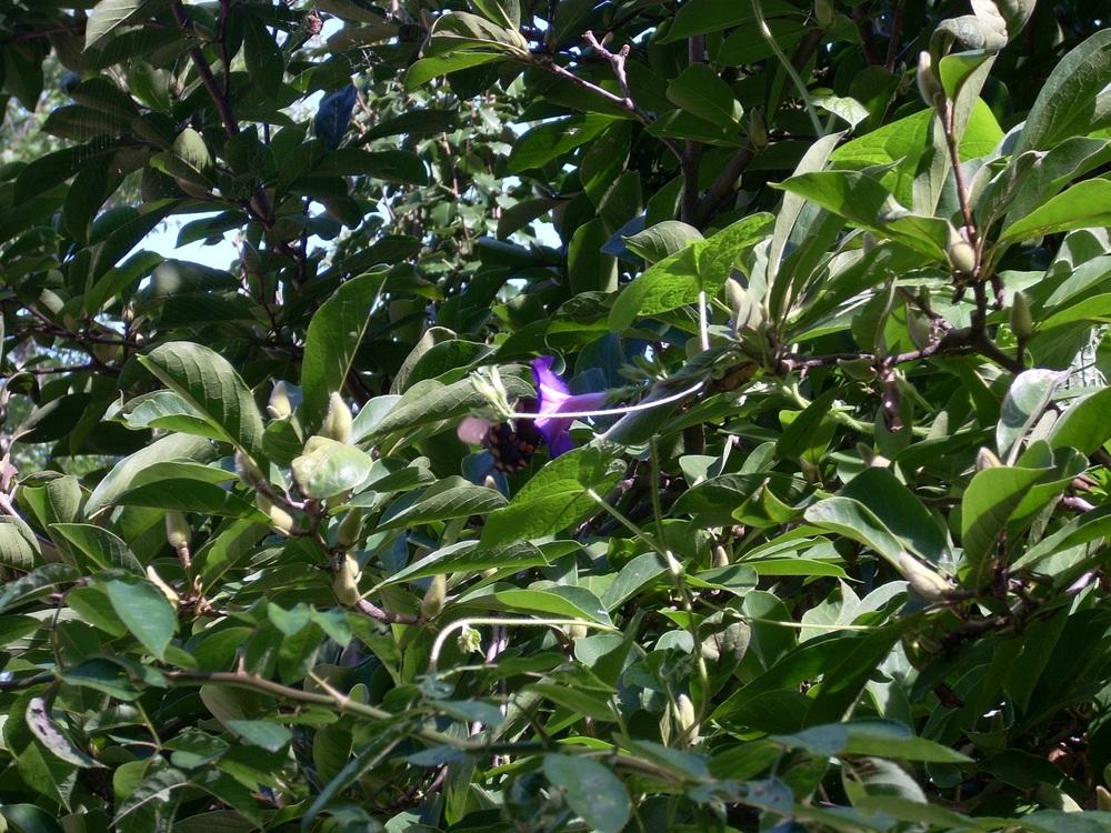 Photo of Common Morning Glory (Ipomoea purpurea) uploaded by Bluespiral