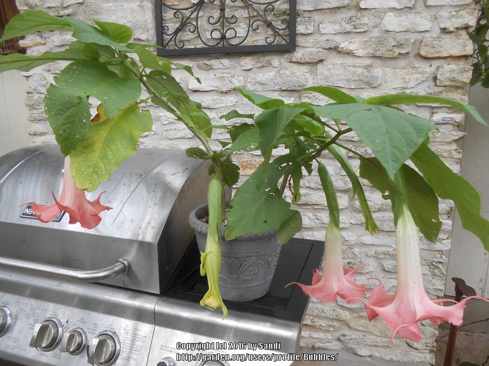 Photo of Angel Trumpet (Brugmansia 'Sexy Lady') uploaded by Bubbles
