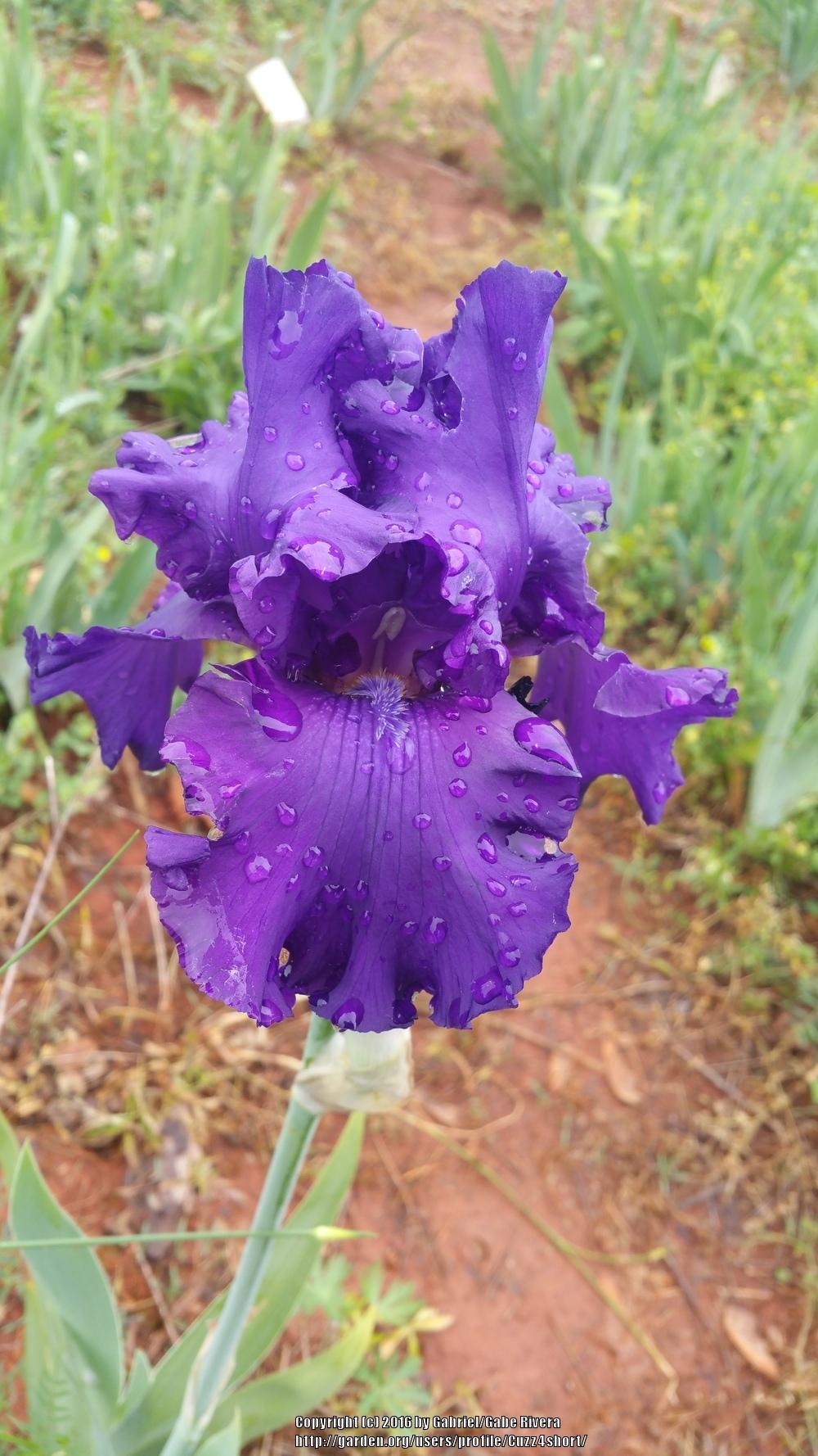 Photo of Tall Bearded Iris (Iris 'Night Affair') uploaded by Cuzz4short