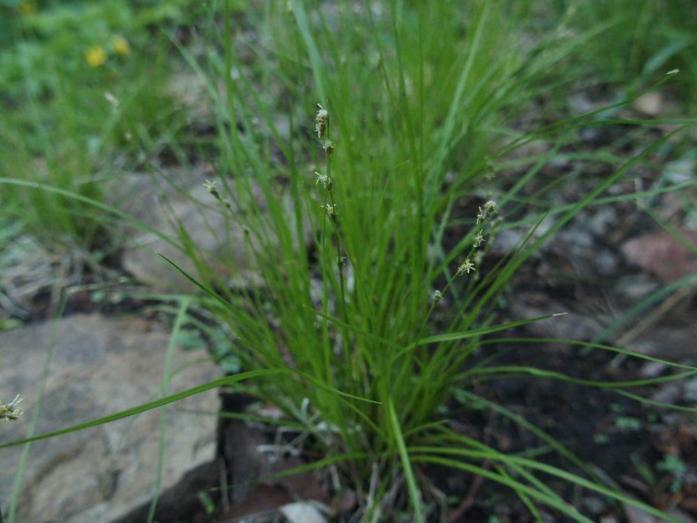 Photo of Eastern star sedge (Carex radiata) uploaded by Cyclaminist