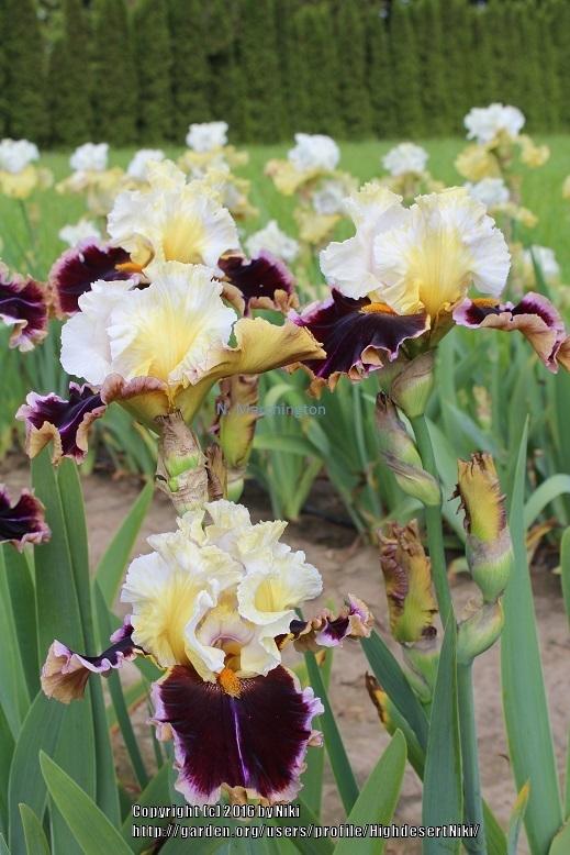 Photo of Tall Bearded Iris (Iris 'Twilight Rhapsody') uploaded by HighdesertNiki