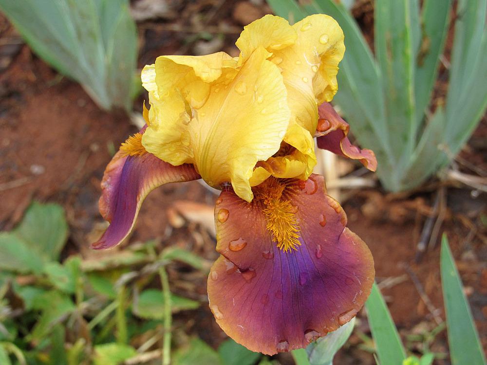 Photo of Tall Bearded Iris (Iris 'Louder Still') uploaded by Lestv