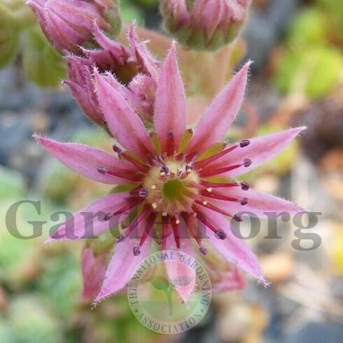 Photo of Hen and Chicks (Sempervivum 'Ysolde') uploaded by Patty