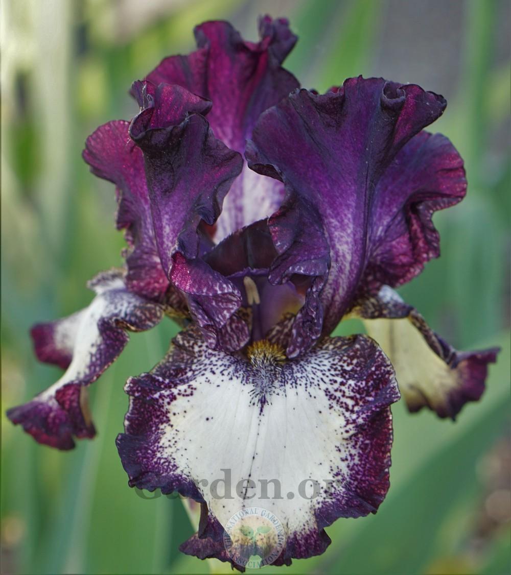 Photo of Tall Bearded Iris (Iris 'Out Walkin'') uploaded by Patty