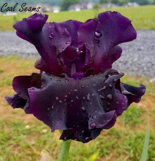 Photo of Tall Bearded Iris (Iris 'Coal Seams') uploaded by TammyB