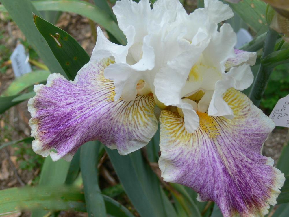 Photo of Tall Bearded Iris (Iris 'Sordid Lives') uploaded by janwax