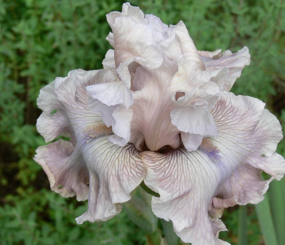 Photo of Tall Bearded Iris (Iris 'Friendly Advice') uploaded by janwax
