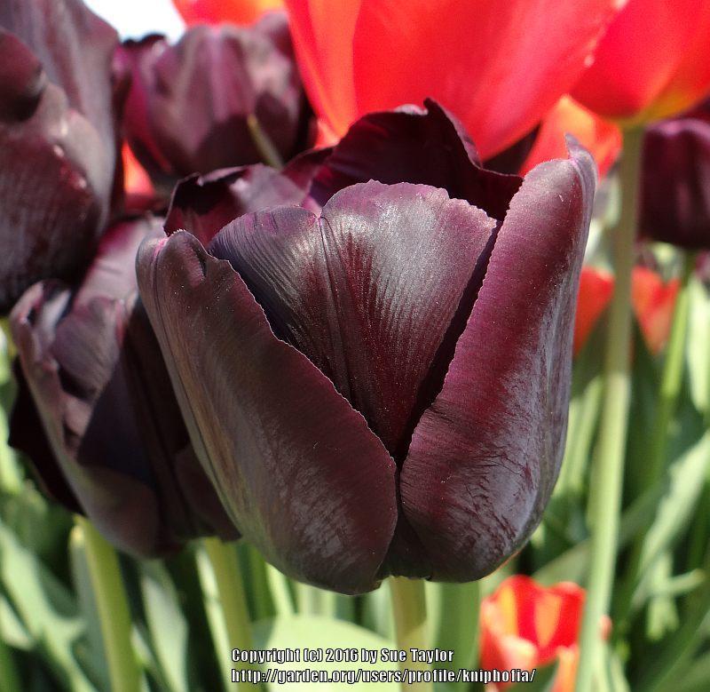 Photo of Triumph Tulip (Tulipa 'Paul Scherer') uploaded by kniphofia