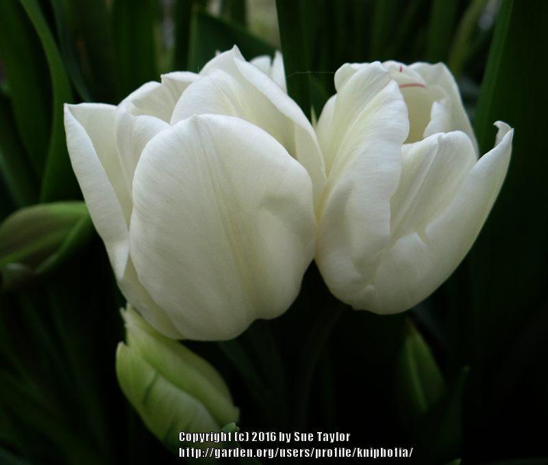 Photo of Tulip (Tulipa 'Weisse Berliner') uploaded by kniphofia