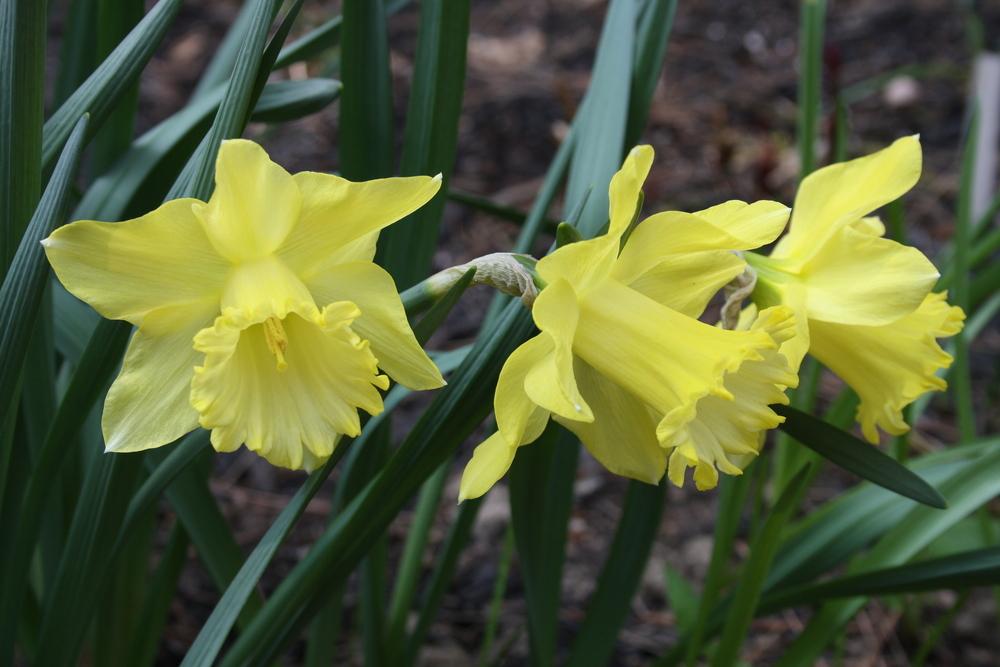 Photo of Trumpet Daffodil (Narcissus 'Spellbinder') uploaded by touchofsky