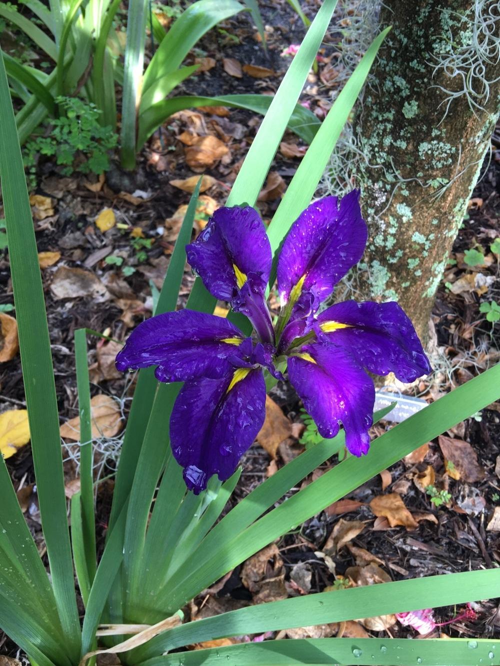 Photo of Louisiana Iris (Iris 'Delta Star') uploaded by toy747
