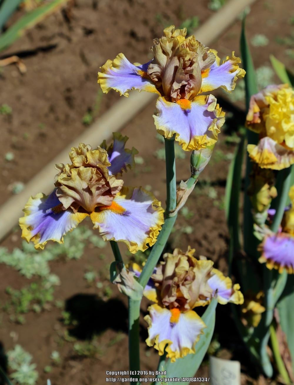 Photo of Tall Bearded Iris (Iris 'Western Edge') uploaded by ARUBA1334