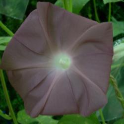 Location: my garden
Date: 2007-08-30
Japanese Morning Glory (Ipomoea nil 'Solid Chocolate') - This is 