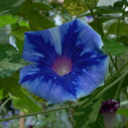Location: my garden
Date: 2007-08-31
Hybrid Morning Glory F1 descended from Gardener_2005's Ipomoea yo