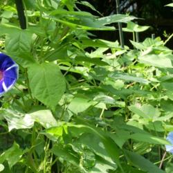 Location: my garden
Date: 2007-08-15
Hybrid Morning Glory F2 (vine 38-2/2007 on the left of image) des