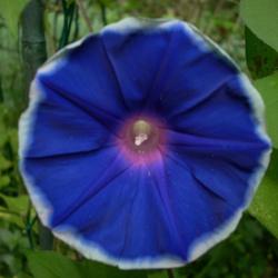 Location: my garden
Date: 2007-08-28
Hybrid Morning Glory F2 (vine 37-1/2007) descended from EmmaGrace