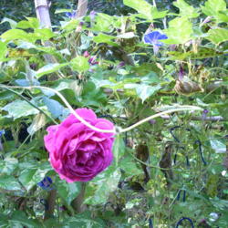 Location: my garden
Date: 2007-09-17
Hybrid Morning Glory F1 descended from Gardener_2005's Ipomoea yo