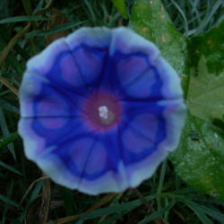 Location: my garden
Date: 2007-08-31
Hybrid Morning Glory F2 (vine 36-1b/2007) descended from EmmaGrac