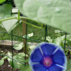 Location: my garden
Date: 2007-07-16
Hybrid Morning Glory F2 (vine 36-1a/2007) descended from EmmaGrac