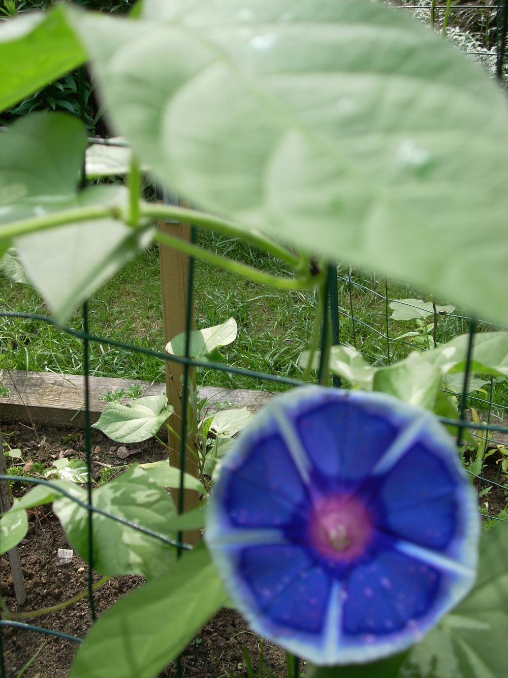 Photo of Morning Glories (Ipomoea) uploaded by Bluespiral