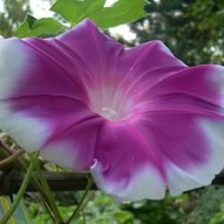 Location: my garden
Date: 2007-08-28
Hybrid Morning Glory F1 descended from Ipomoea youjiro (Ipomoea n