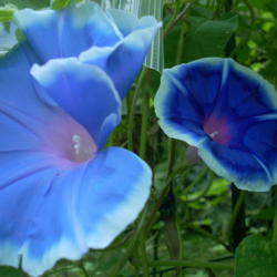 Location: my garden
Date: 2007-08-28
Hybrid Morning Glory F2 (vine 38-1b/2007) descended from EmmaGrac