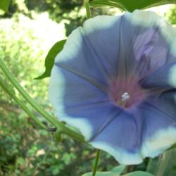 Location: my garden
Date: 2007-08-23
Japanese Morning Glory (Ipomoea nil 'Gray Fog'/#3) See my Ipomoea