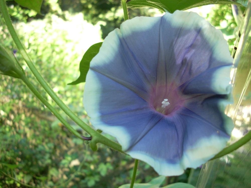 Photo of Morning Glories (Ipomoea) uploaded by Bluespiral