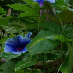 Location: my garden
Date: 2007-08-31
Hybrid Morning Glory F1 descended from Gardener_2005's Ipomoea yo