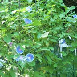 Location: my garden
Date: 2007-08-23
Hybrid Morning Glory F2 (entire vine of 36-2or3/2007) descended f