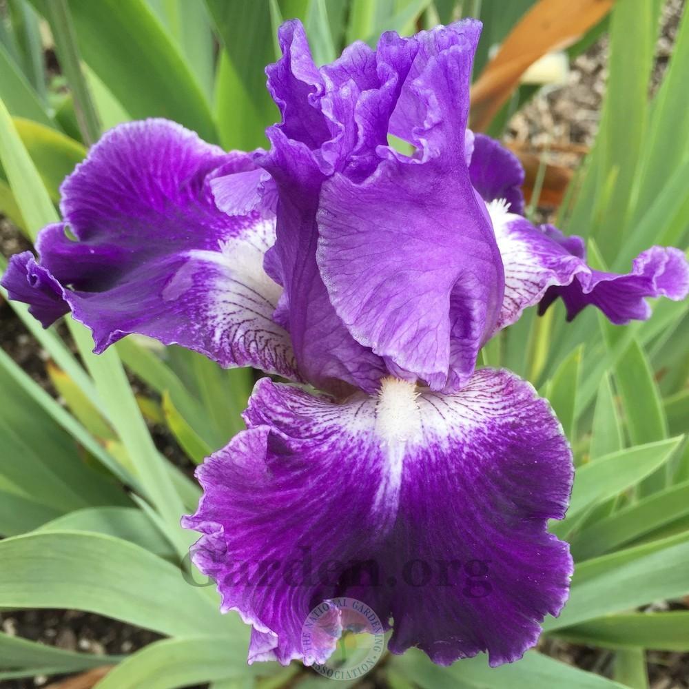 Photo of Border Bearded Iris (Iris 'Same Dream Twice') uploaded by Patty