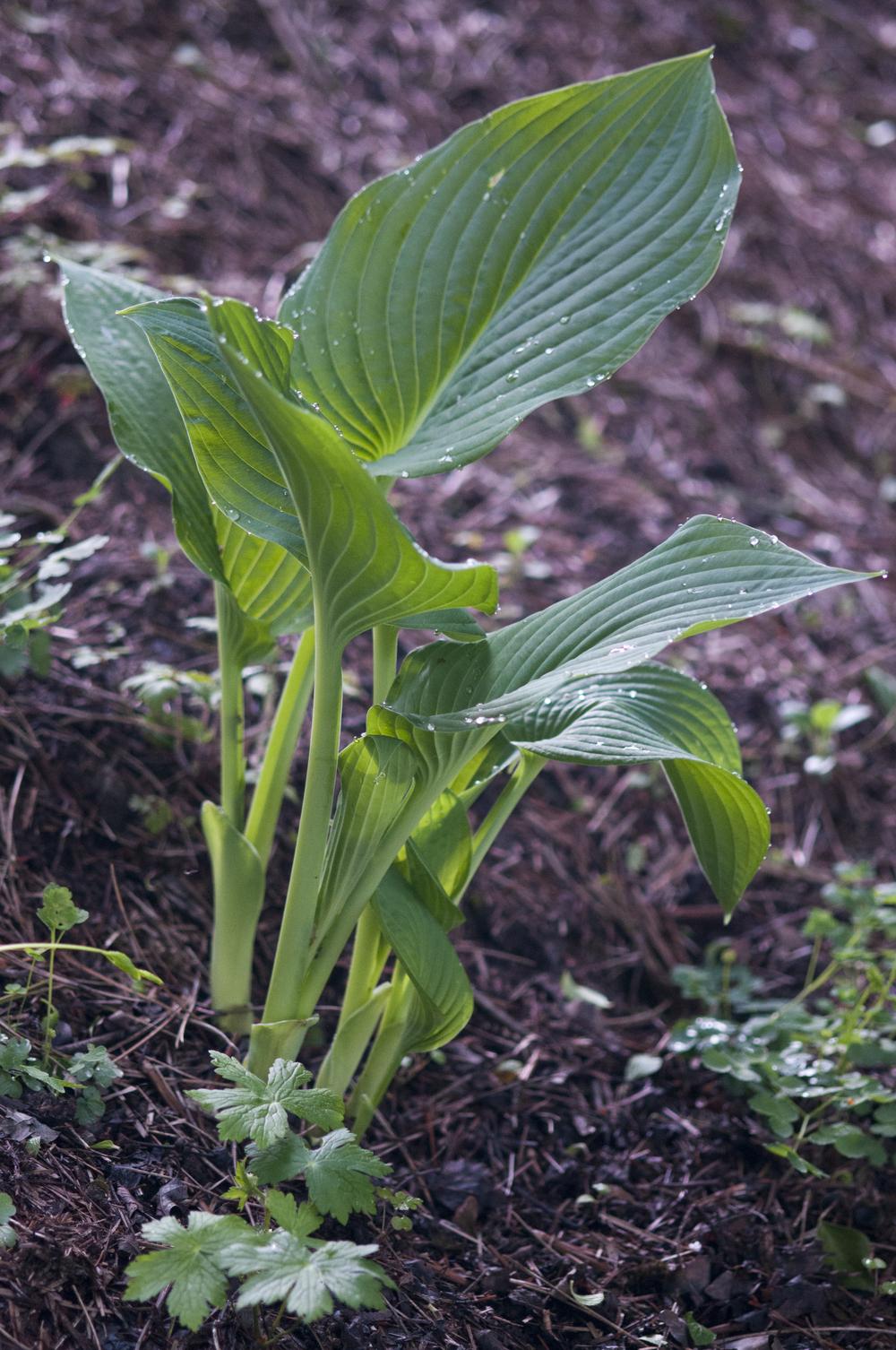 Photo of Hosta 'Queen of the Seas' uploaded by cliftoncat