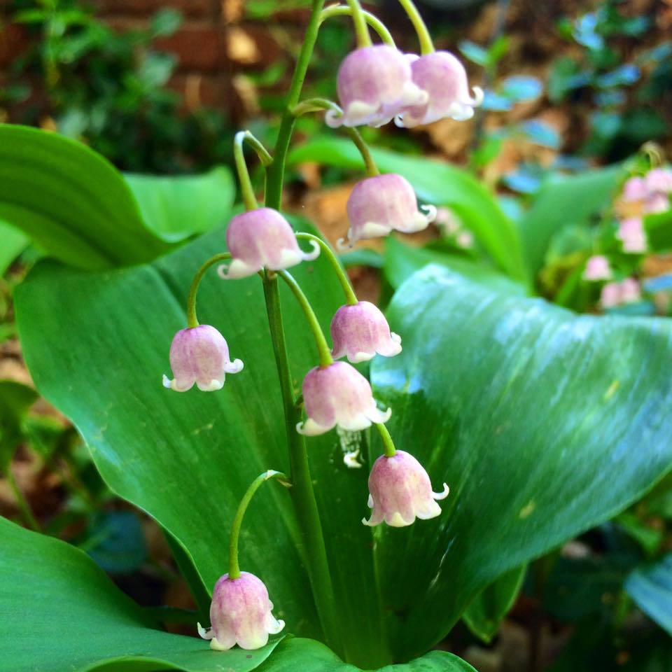 Photo of Pink Lily of the Valley (Convallaria majalis 'Rosea') uploaded by cwhitt