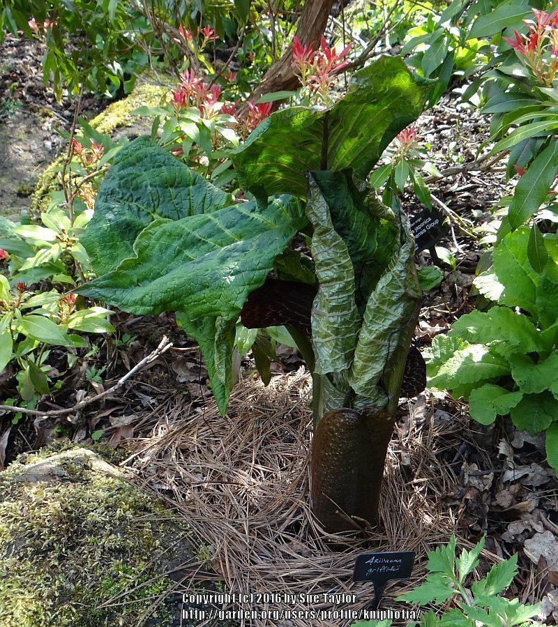 Photo of Griffith's Cobra Lily (Arisaema griffithii) uploaded by kniphofia