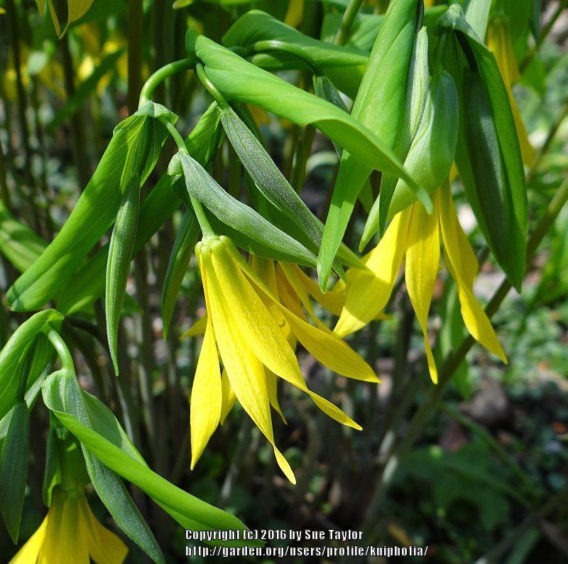 Photo of Large-flowered Bellwort (Uvularia grandiflora) uploaded by kniphofia