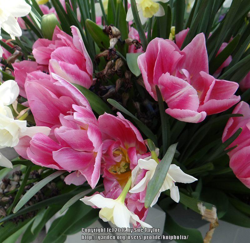 Photo of Double Early Tulip (Tulipa 'Peach Blossom') uploaded by kniphofia