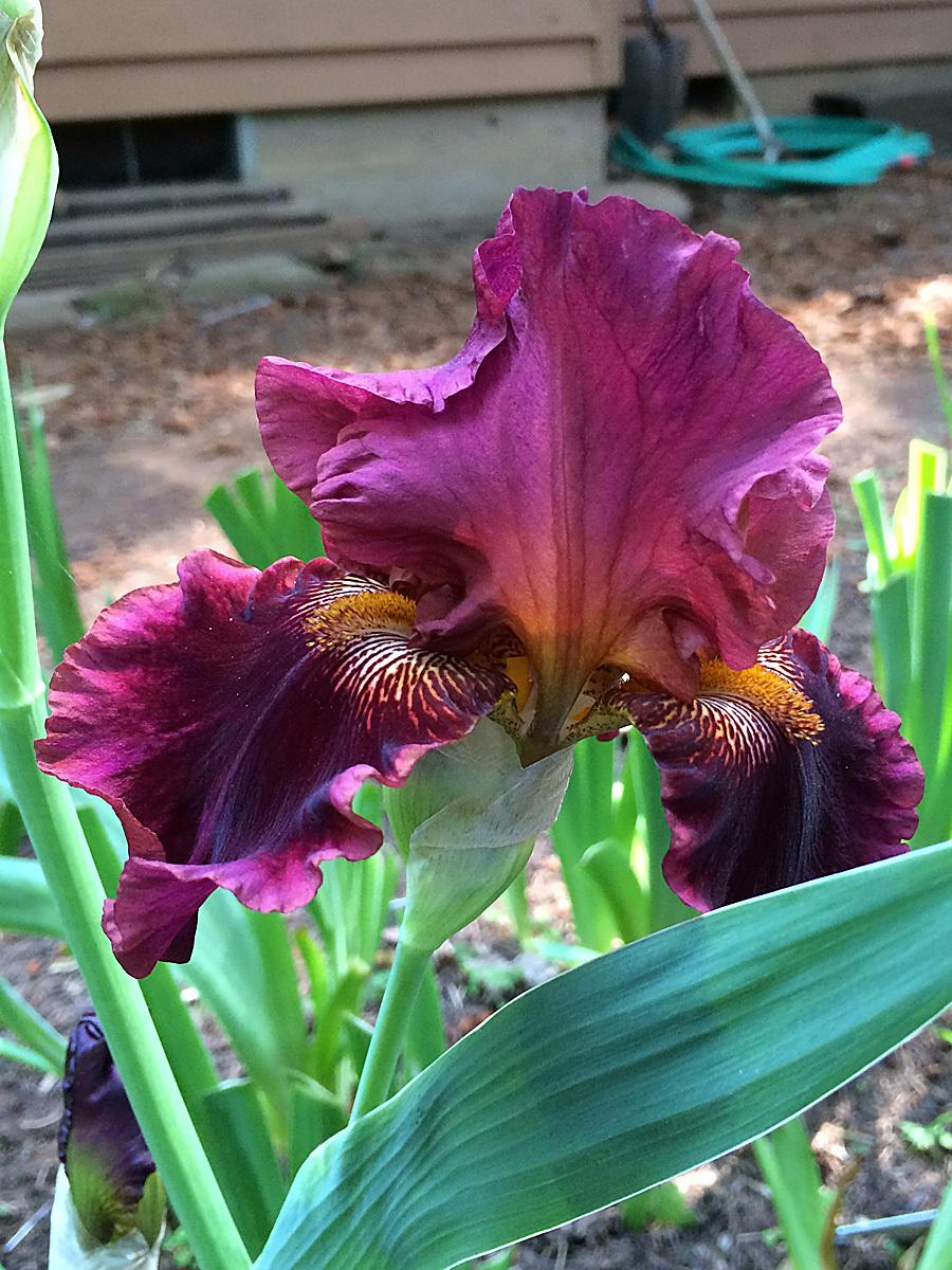 Photo of Tall Bearded Iris (Iris 'Play with Fire') uploaded by lharvey16