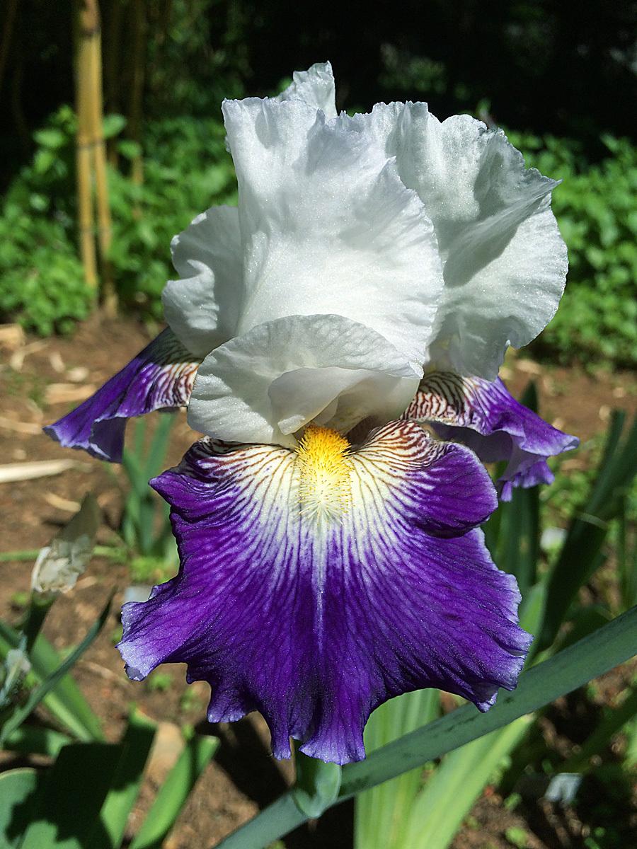 Photo of Tall Bearded Iris (Iris 'Century Bound') uploaded by lharvey16
