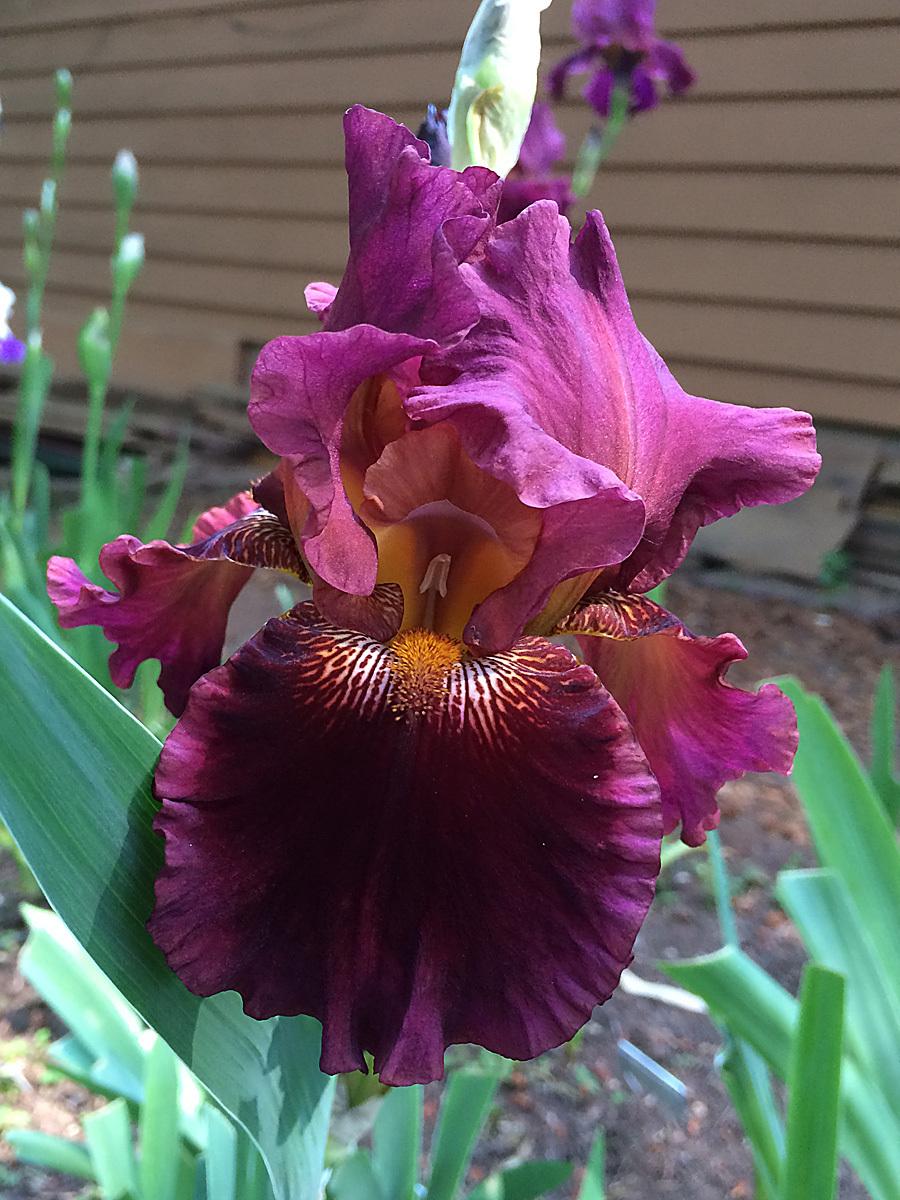 Photo of Tall Bearded Iris (Iris 'Play with Fire') uploaded by lharvey16