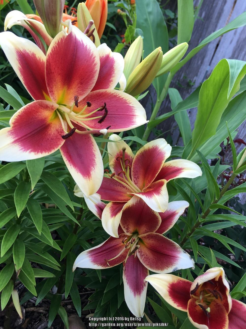 Photo of Lily (Lilium 'Red Dutch') uploaded by piksihk