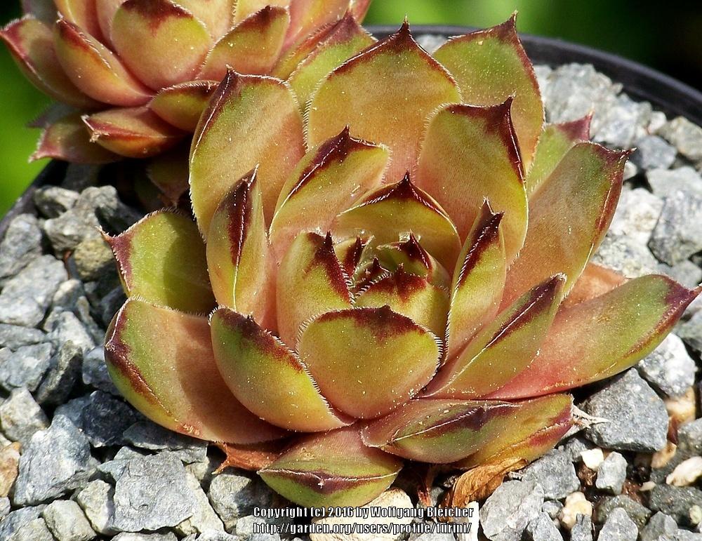 Photo of Hen and Chicks (Sempervivum 'Hugo') uploaded by turini