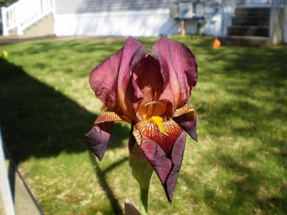 Photo of Tall Bearded Iris (Iris 'Solid Mahogany') uploaded by AlanJ