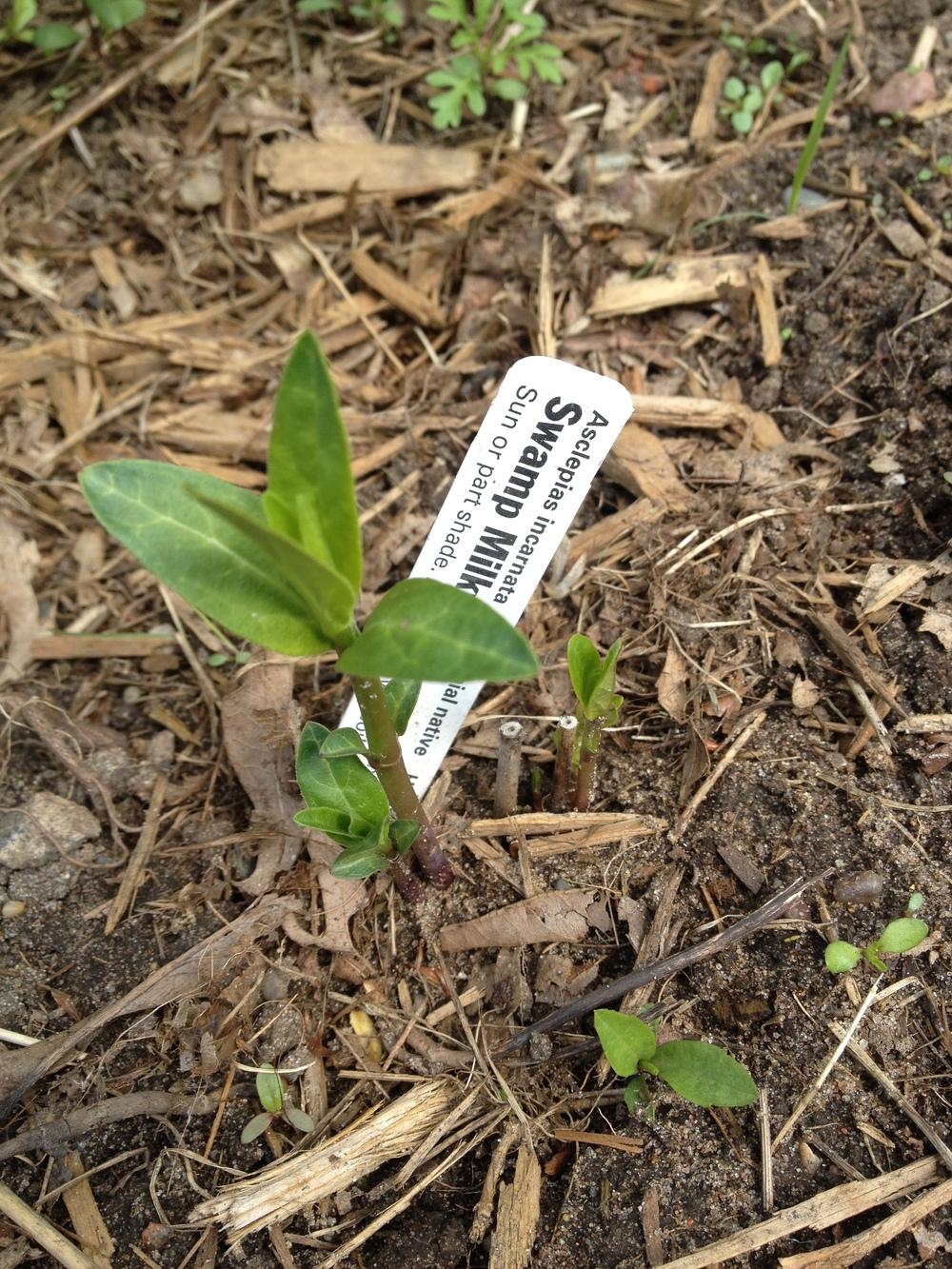 Photo of Swamp Milkweed (Asclepias incarnata) uploaded by Anderwood