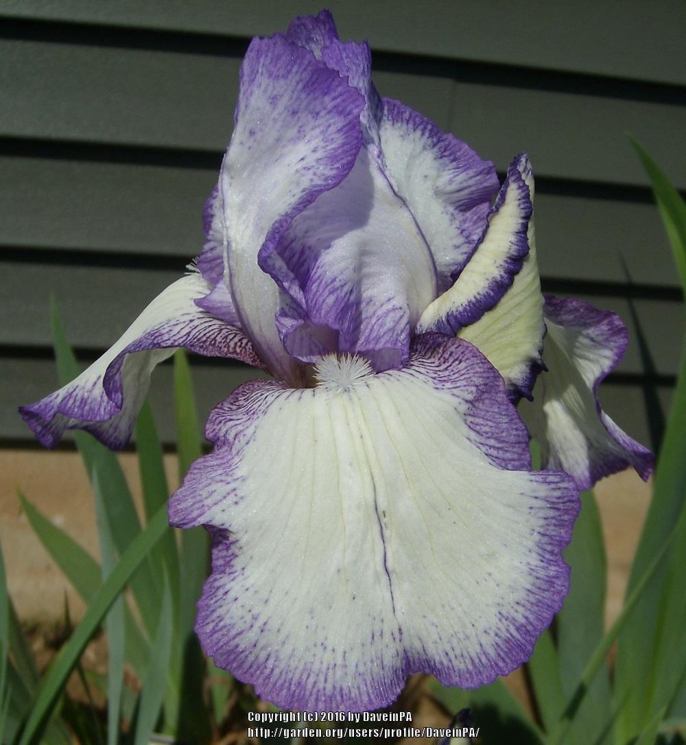 Photo of Tall Bearded Iris (Iris 'Needlecraft') uploaded by DaveinPA