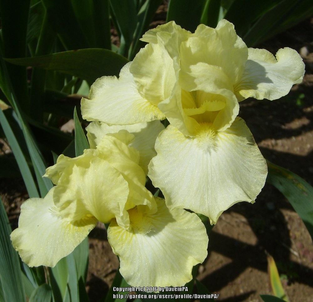 Photo of Intermediate Bearded Iris (Iris 'Maui Moonlight') uploaded by DaveinPA
