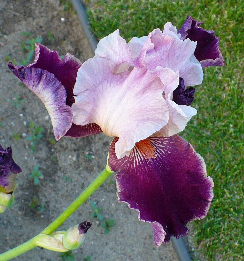 Photo of Tall Bearded Iris (Iris 'Latin Lover') uploaded by HemNorth