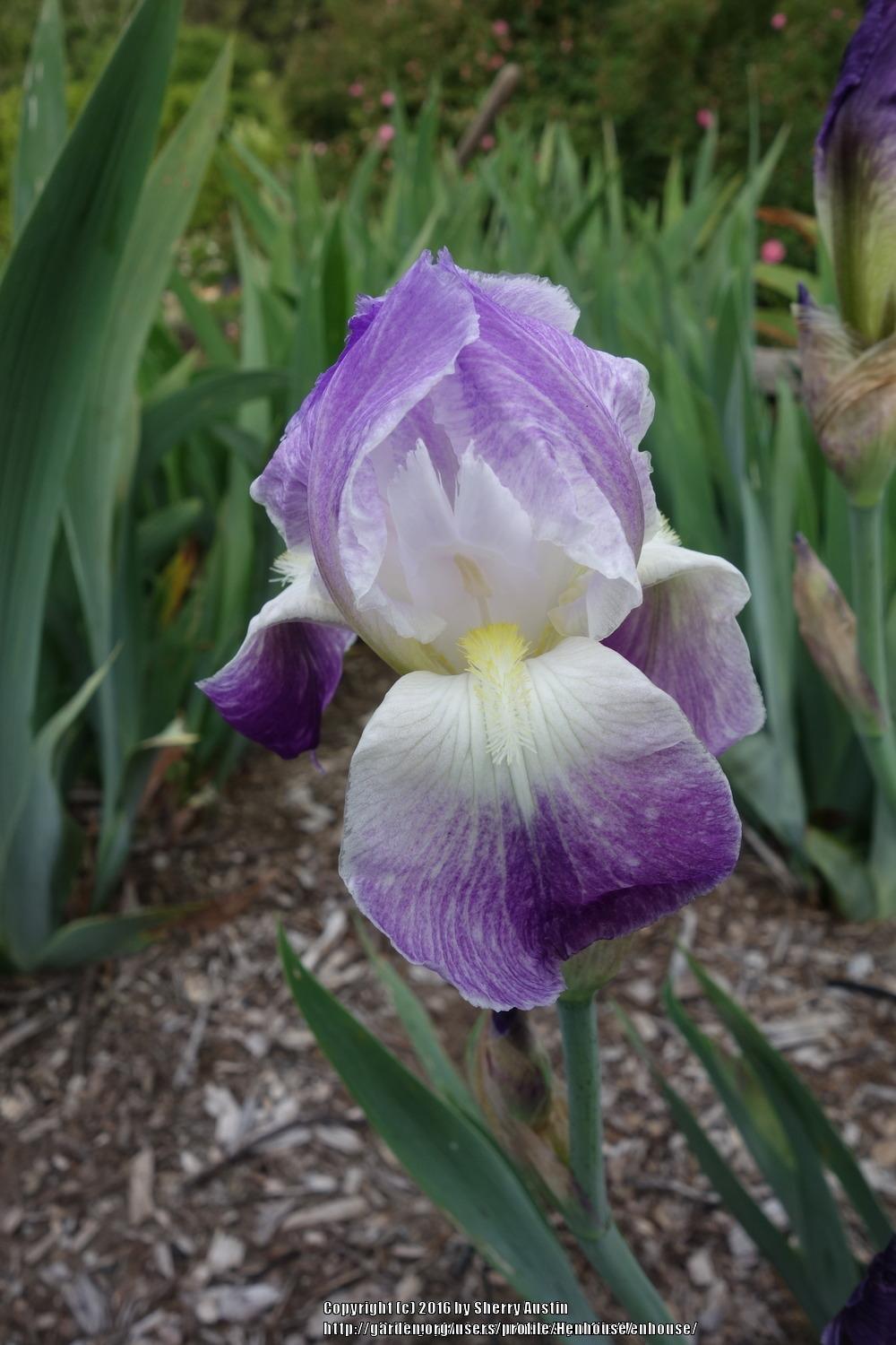 Photo of Tall Bearded Iris (Iris 'Pretty Pansy') uploaded by Henhouse