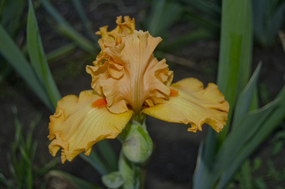 Photo of Tall Bearded Iris (Iris 'Molten Flame') uploaded by Mikey