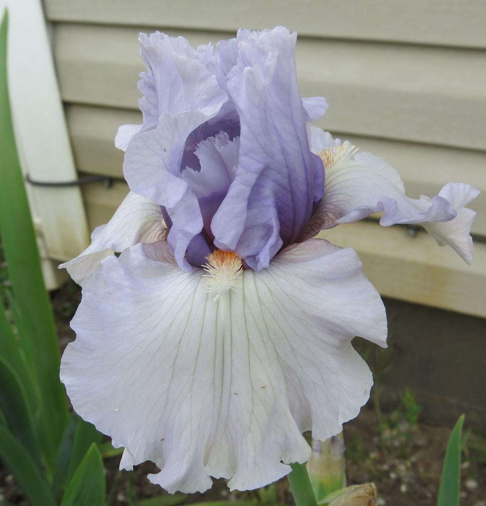 Photo of Tall Bearded Iris (Iris 'Fogbound') uploaded by Natalie
